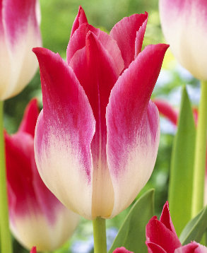 Тюльпан Висперинг Дрим