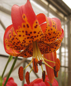 Lilium pardalinum - Wikipedia