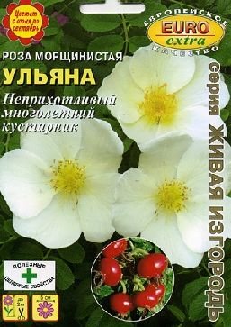 Роза Ульяна морщинистая (шиповник)