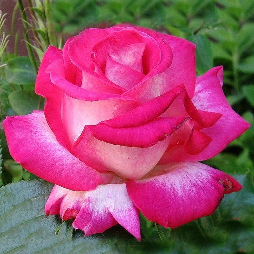 Роза Роз Гожар
