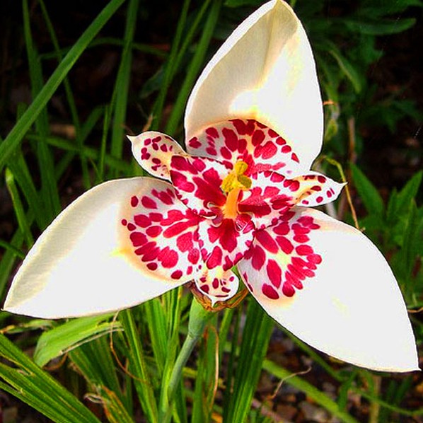 Тигридия цветок описание фото