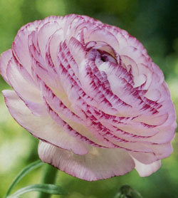 Лютик Пикоти Пинк