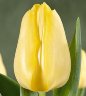 Tulip Sunny Prince.jpg