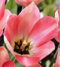 Tulipa Poco Loco 2.jpg