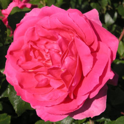 Роза Парад
