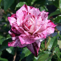 Роза Пурпурный Тигр
