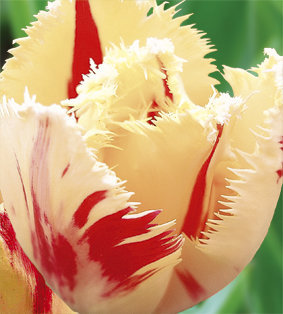 Тюльпан лион кинг фото и описание