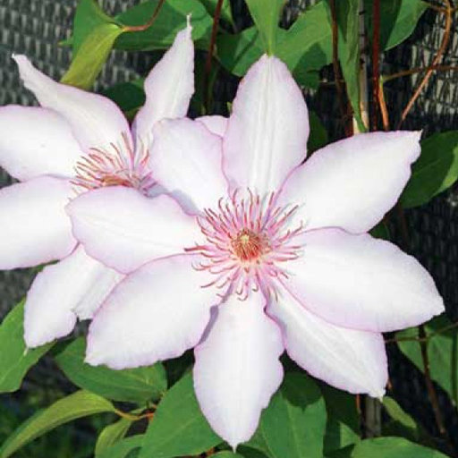Powojnik wielkokwiatowy 'Nina' - Clematis 'Nina' - Urzadzamy.pl