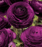 ranunculus_purple.jpg