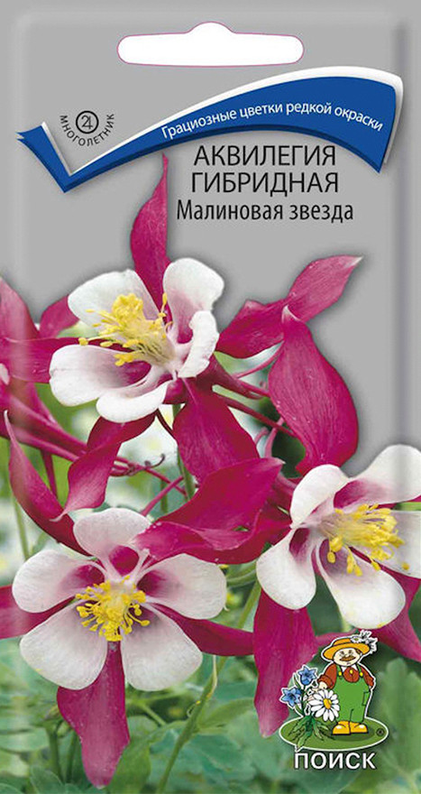 Аквилегия Купить