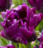 Tulipa Purple Peony.jpg
