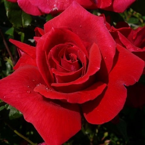 Роза Опиум